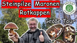 Steinpilze Maronen Rotkappen  Sensationelle Pilze Funde im September 2022  Große Tour [upl. by Sergo]