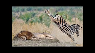 POWERFUL KICK OF ZEBRA TO LIONESS TO DEFEND ANOTHER ZEBRA [upl. by Eidroj495]