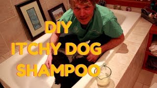 DIY Dog Shampoo for Itchy Skin [upl. by Ahael]