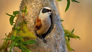 Nesting birds – Eurasian penduline tit Remiz pendulinus [upl. by Anikehs]