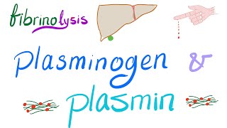 Plasminogen and Plasmin Fibrinolysis  Bleeding and Coagulation  Hematology [upl. by Feirahs]