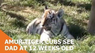 Amur Tiger Cubs See Dad At 12 Weeks Old [upl. by Manvel]