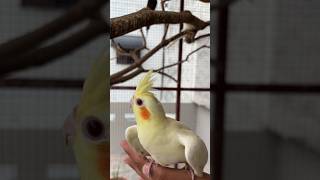 Releasing Lutino Cockatiel Pair  Cockatiel Male and Female in Master Cage cockatail parrot [upl. by Nida]