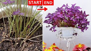 SEE How I SAVED My Dying OXALIS [upl. by Naiva]