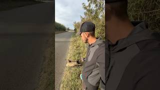 Ce que je trouve sur le bord de la route 😰 vlog wild wildlife humour exploration nature [upl. by Halda]