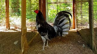 Miner Blue Gamefowl Rooster Gallos [upl. by Januarius590]