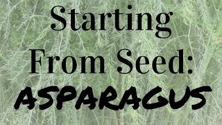 How to Start Asparagus From Seed [upl. by Portwine]