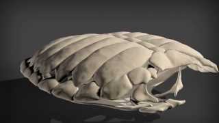 Evolution of the Turtle Shell [upl. by Schechter]