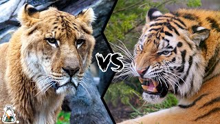 LIGER VS TIGER  Which is the Strongest Big Cat [upl. by Clothilde]