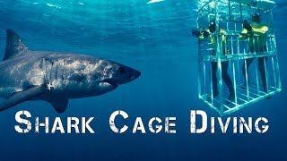 Adventure Africa  Shark Cage Diving [upl. by Aretse]