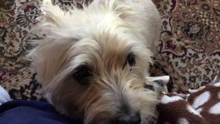 A quick word about owning Cairn terriers [upl. by Fisa516]