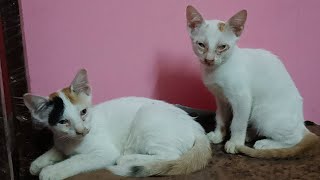 3 white kittens playing together 😼😽😻 [upl. by Takken]