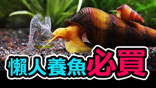 怦然心動懶人養魚法，一個月不清魚缸之術 No need to clean your tank [upl. by Neibaf]