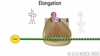 Eukaryotic Translation Protein Synthesis Animation [upl. by Eneloc357]