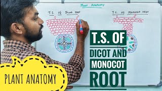 TS of Dicot and Monocot root  Plant Anatomy  V Senthilnathan [upl. by Rotman]