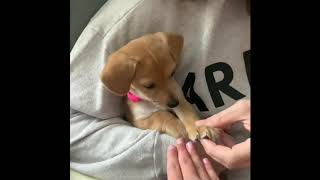 Teaching Chiweenie puppy to sit and give paw [upl. by Sinnal72]