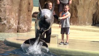 Dolphin Adventures Full Show  SeaWorld San Diego  August 27 2023 [upl. by Hymie548]