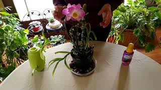 How to Get Dendrobium Orchid to Rebloom [upl. by Toolis713]