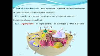 ULTRASTRUCTURA CELULEI  Lectii de biologie clasa a IXa  bacalaureat [upl. by Ryun]