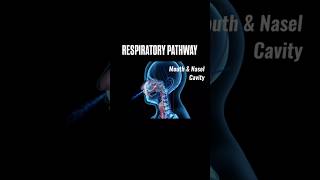 Respiratory Pathway  Respiration in living shorts viralvideo trending youtube [upl. by Haibot]