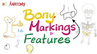 Bony Markings amp Features Tubercle Tuberosity Trochlea Fossa Fovea Crest Ridge…etc  Anatomy [upl. by Eveivenej]