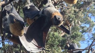 An Australian Town Is Being Overrun By Giant Bats [upl. by Liag]