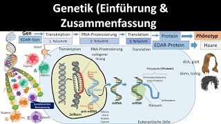 Genetik Einführung  Zusammenfassung 12  Abitur Biologie Genetik Oberstufe [upl. by Eddie334]