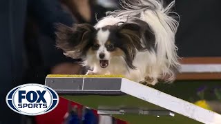 Lark the Papillon flawlessly executes the agility run to win the 8quot class  FOX SPORTS [upl. by Stasny]