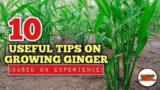 10 Useful Tips On How To Grow Ginger  Ginger Farming in the Philippines [upl. by Kanor]