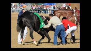 Famous Racehorses [upl. by Tressa]