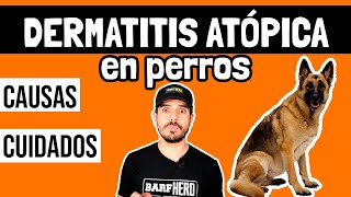 Dermatitis Atópica en PERROS  Causas y Cuidados [upl. by Aihsrop]