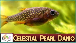 All About Celestial Pearl Danio Galaxy Rasbora  The perfect nano fish [upl. by Karoly]