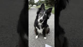 A Dog’s Simple Message Hope You Smile Today 🐾😊 viralshorts funny pets [upl. by Yesoj]