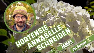 Wie und wann schneidet man eigentlich Schneeballhortensien I James der Gärtner [upl. by Ditzel786]