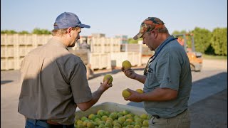 How Unifrutti uses TrueFruit by Aerobotics to Optimize Fruit Size [upl. by Hctim]