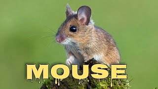 Mouse sounds for cats mice squeaking [upl. by Mcnalley701]