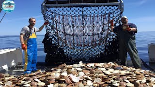 This is How Fishermen Catch Tons of Scallops At Sea  Catch and Process Scallops Right on Board [upl. by Vittorio]