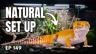 Bioactive Leopard Gecko Setup [upl. by Adnotal]