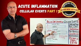 Acute Inflammation Cellular Events  Margination  Immunology  Part 1 [upl. by Engenia]