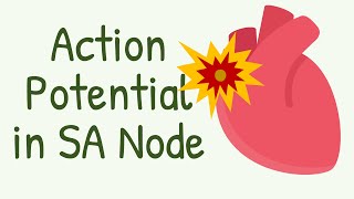 Action Potential In SA Node  Primary Pacemaker of the Heart [upl. by Bee]