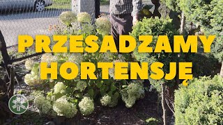 Jesień  idealna pora na przesadzanie hortensji [upl. by Soisinoid335]