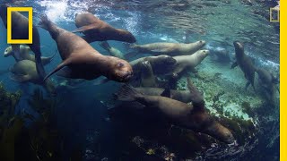 Three New Marine Parks Protect Stunning Biodiversity  National Geographic [upl. by Ingham678]