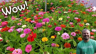 All About Zinnias  Flower Power and Pollinators [upl. by Einahpehs]