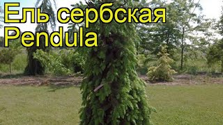 Ель сербская Пендула Краткий обзор описание характеристик picea omorika Pendula [upl. by Amberly]