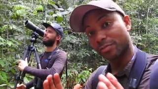 The Birding Experience Suriname [upl. by Aistek]