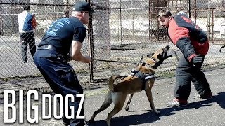 Training The World’s Toughest Police Dogs  BIG DOGZ [upl. by Anaila]