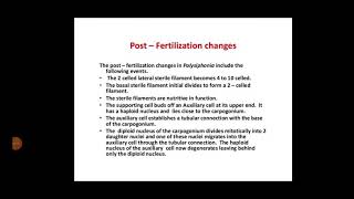 BSc part 1 Botany lecture Polysiphonia Part 3 Post fertilization changes [upl. by Akenahs]