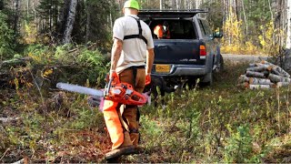 Clearing a Driveway on Raw Land  Felling trees with a Chainsaw [upl. by Hamlin54]