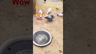 Pigeon fight part 3shorts youtubeshorts trending 🕊️ [upl. by Babs]