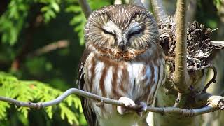 Northern saw whet owl [upl. by Nerradal922]